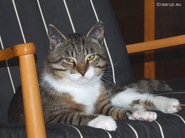 Bastian checking mama's chair