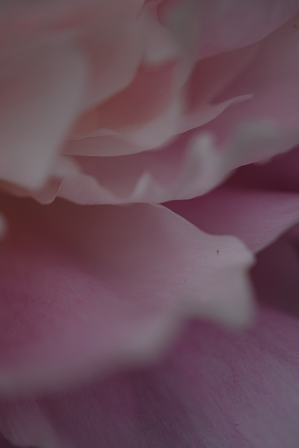 DSCF9768