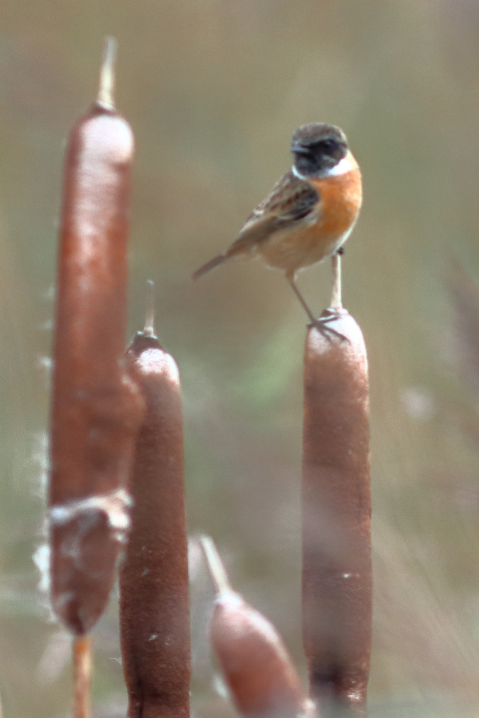 EOS 90D Peter Harriman 11 07 35 51410 stonechat dpp