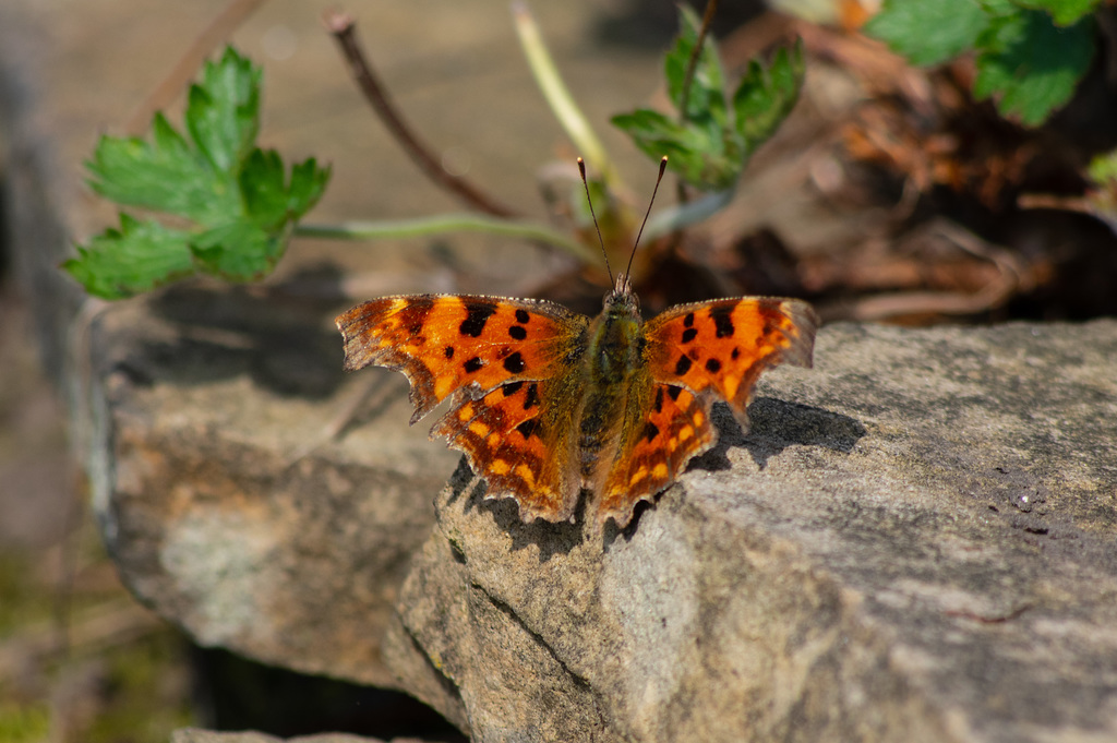 Comma Butterfly