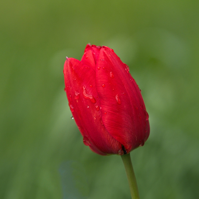 Red Tulip