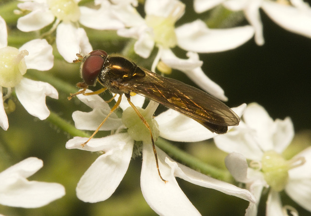 IMG 0375 Hoverfly