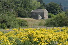 A Dales summer view