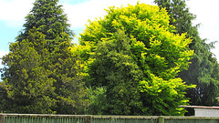 Trees Over Fence