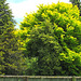 Trees Over Fence