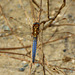 Keeled Skimmer m (Orthetrum coerulescens) 2 (2)