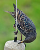 Starling