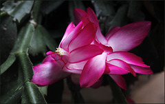 Schlumbergera