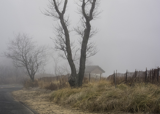 fog-greenwich