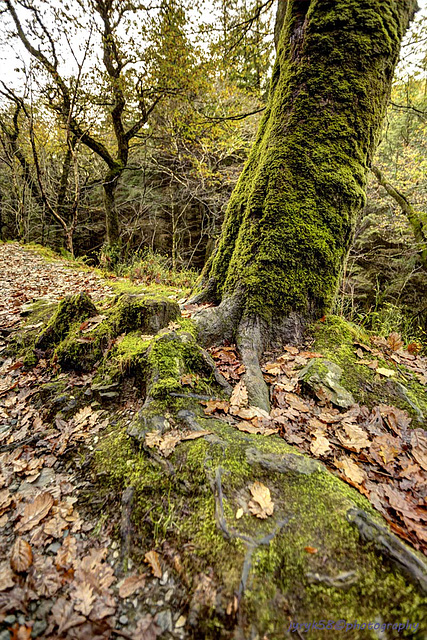 Glendalough 44