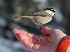 Mountain Chickadee on Donna's hand