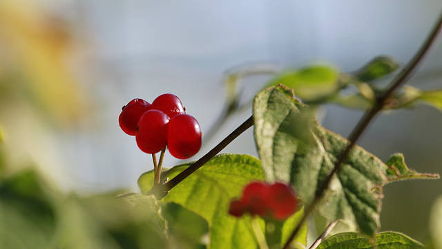 Fruit défendu