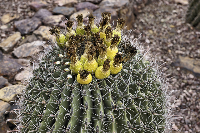 "Traveler’s Friend" Cactus – Desert Botanical Garden, Papago Park, Phoenix, Arizona