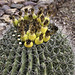 "Traveler’s Friend" Cactus – Desert Botanical Garden, Papago Park, Phoenix, Arizona