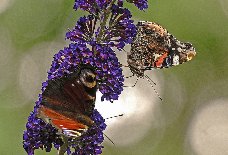 20170704 2340CPw [D~LIP] Admiral (Vanessa atalanta), Tagpfauenauge (Inachis io), Bad Salzuflen