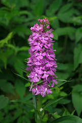 Platanthera grandiflora (Large Purple Fringed orchid)