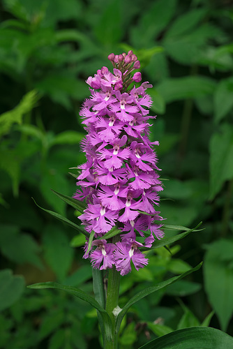 Platanthera grandiflora (Large Purple Fringed orchid)