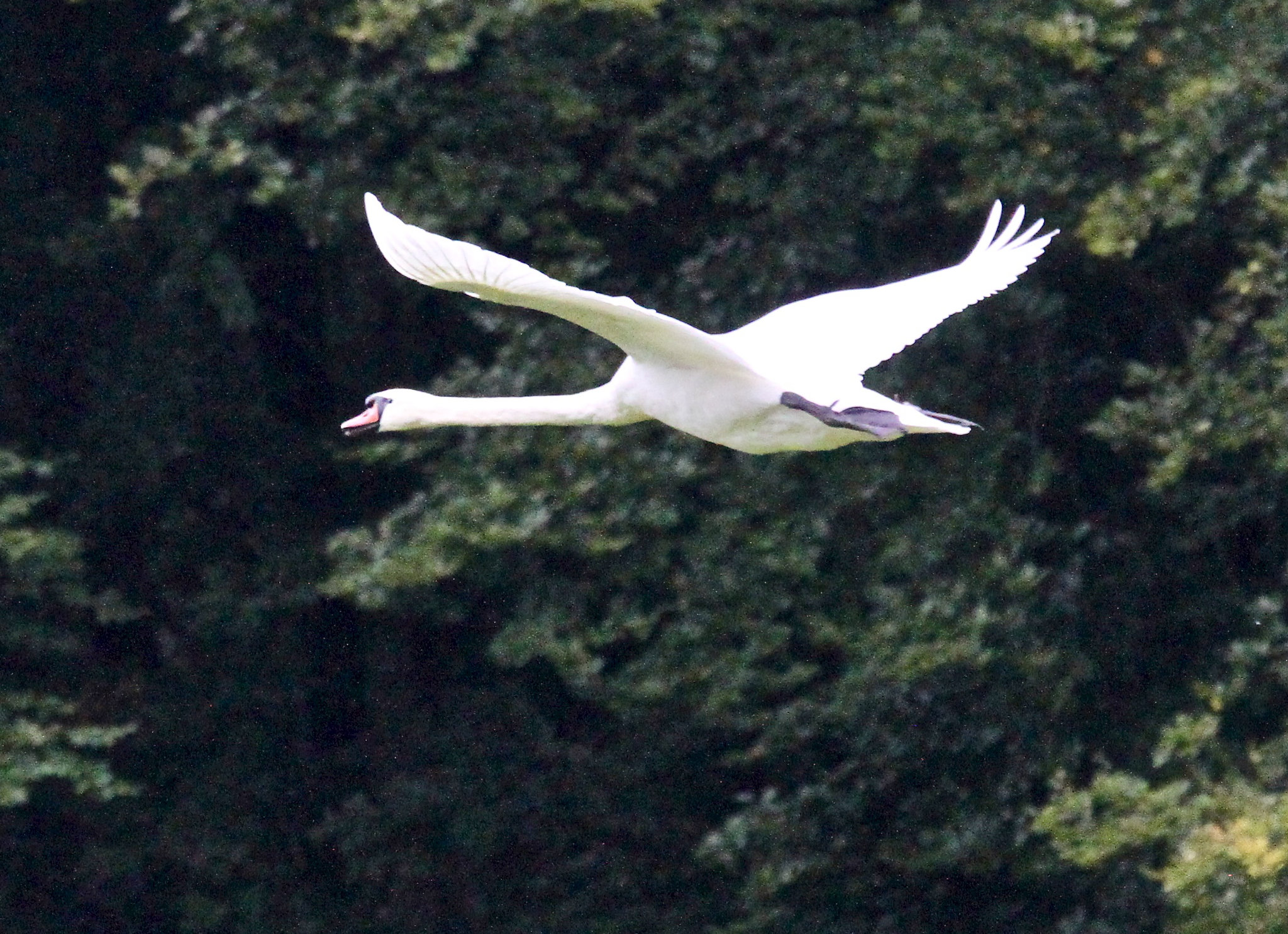 Schwan