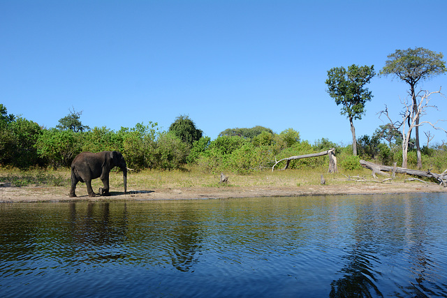 Botswana, Right Bank of the Chobe River with an Elephant