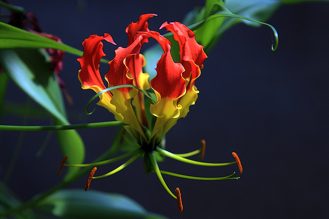 Sublime nature