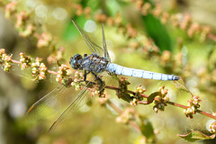 Keeled Skimmer m (Orthetrum coerulescens) 03