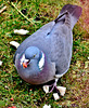 Woodpigeon