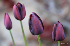 April Tulips