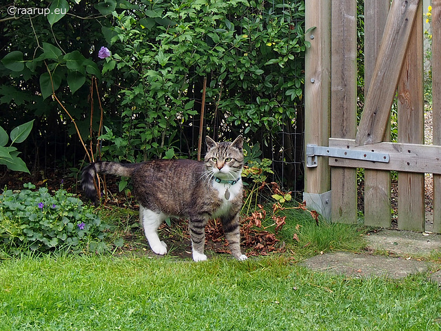 Handsome Bastian