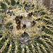 Golden Barrel Cactus – Desert Botanical Garden, Papago Park, Phoenix, Arizona