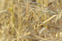 Orange Meadowhawk