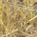 Orange Meadowhawk