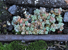 Sedum dasyphyllum