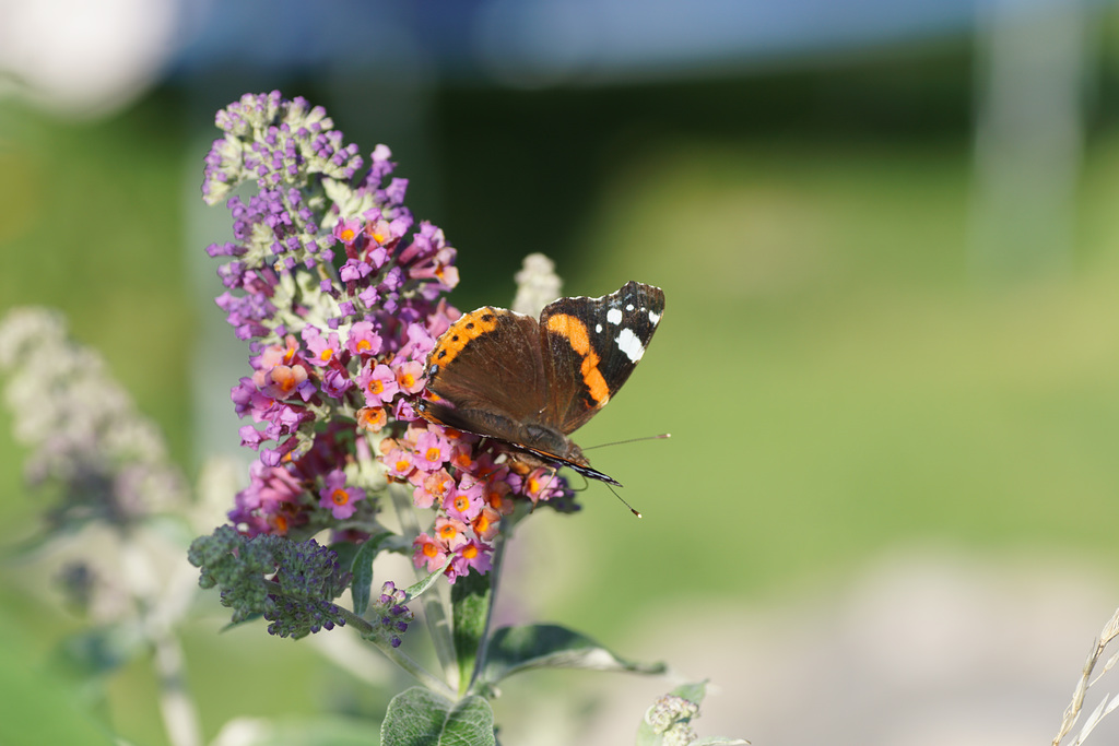 Besuch auf Nachbars Sommerflieder: Vanessa atalanta