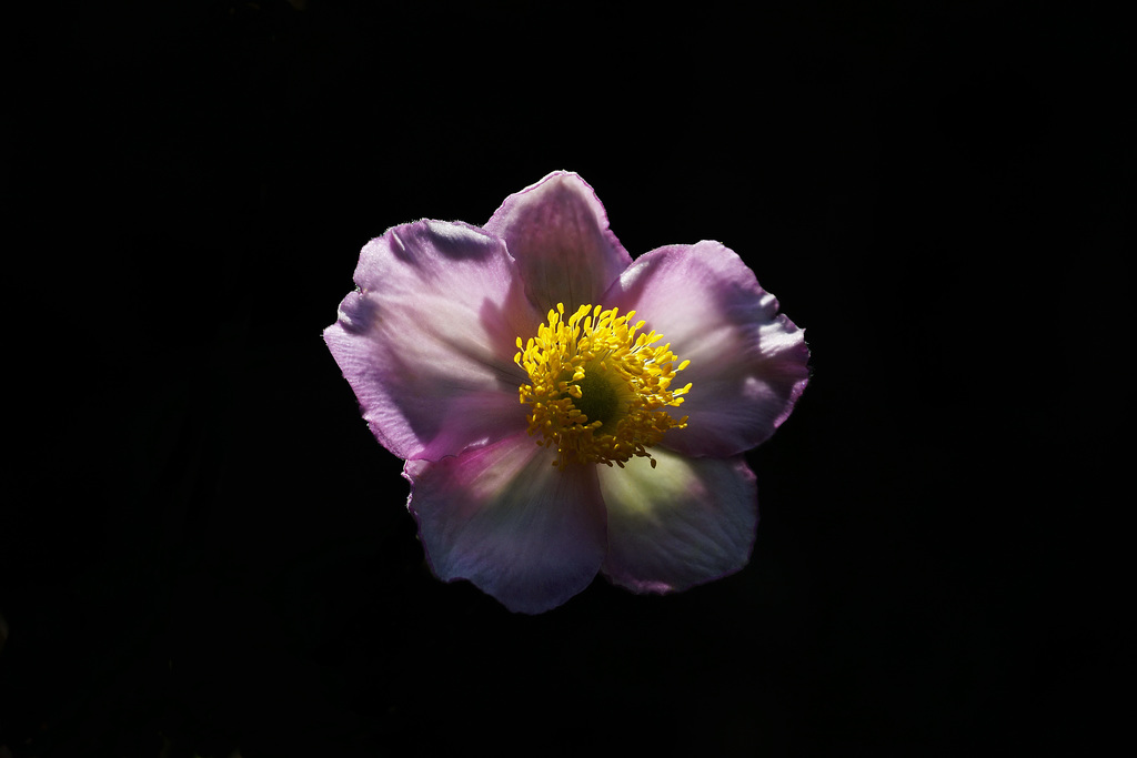 Japanische Anemone