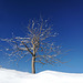 Baum im Winter im Schnee im Riesengebirge am Mittag