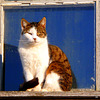 P1210795 - The Cat behind a small Window of a Barn - Katze auf dem Ausguck