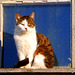 P1210795 - The Cat behind a small Window of a Barn - Katze auf dem Ausguck