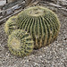 Getting into Shapes – Desert Botanical Garden, Papago Park, Phoenix, Arizona