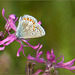 Common blue ~ Icarusblauwtje  (Polyommatus Icarus)...