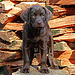 Puppy in the Woodpile