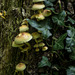 Fungi 5 (1)