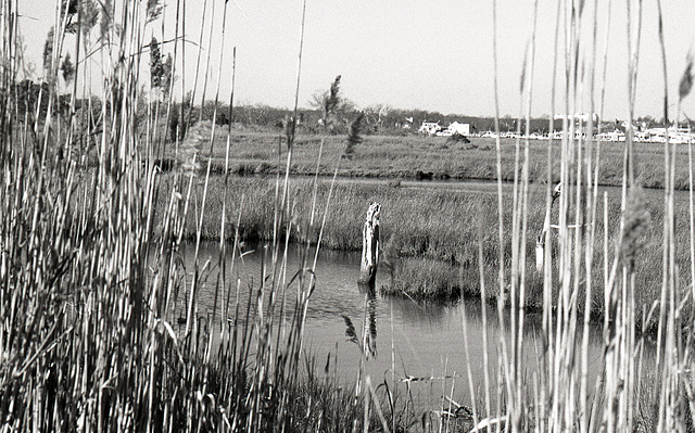 Marsh