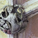 lacock abbey, wilts (141) mermaid, c15 cloister vaulting boss