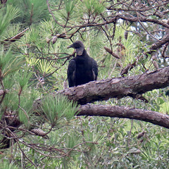 Black vulture