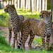 Cheetahs