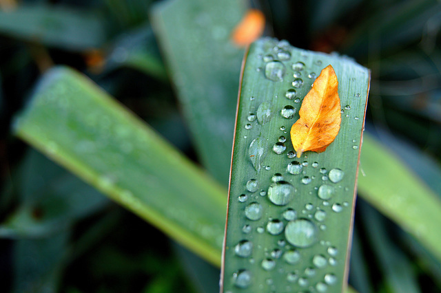 ... perles de cristal ...