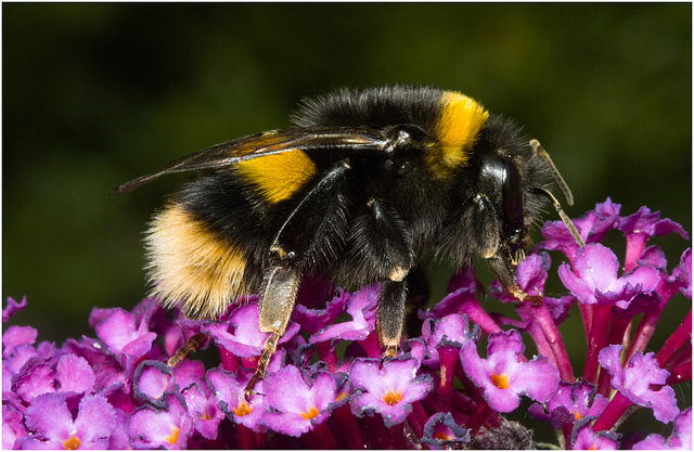IMG 0401 Bumblebee Queen