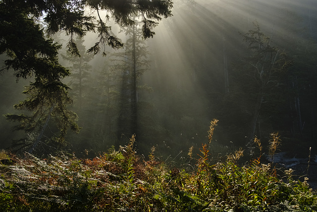 Rays Into the Forest Mist