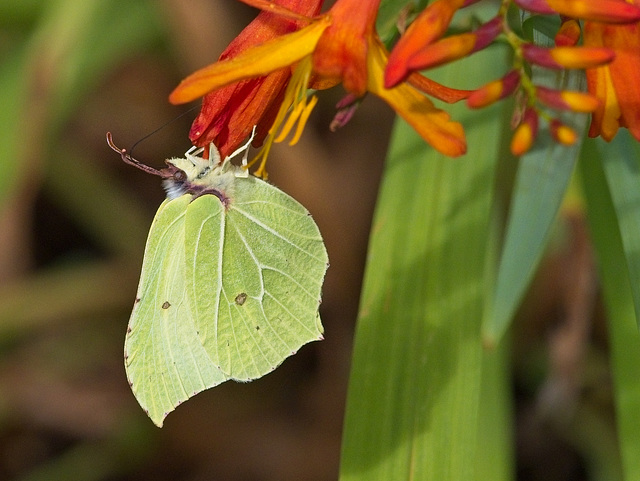 Brimstone Butterfly Brimstone Butterfly