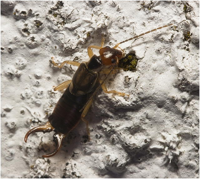 IMG 9970 Earwig